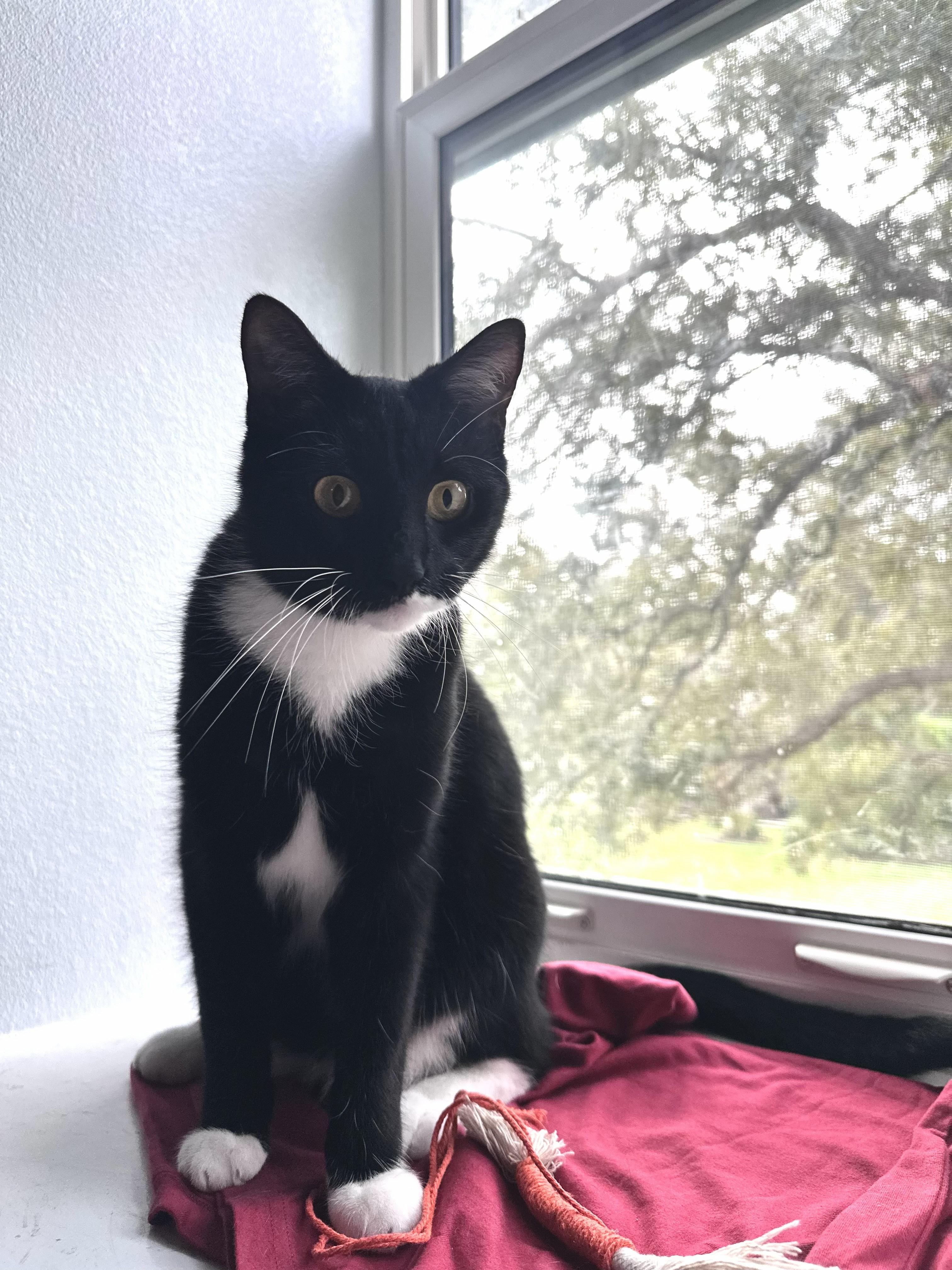 ACE, a ADOPTABLE Domestic Short Hair in Largo, FL image 2/3