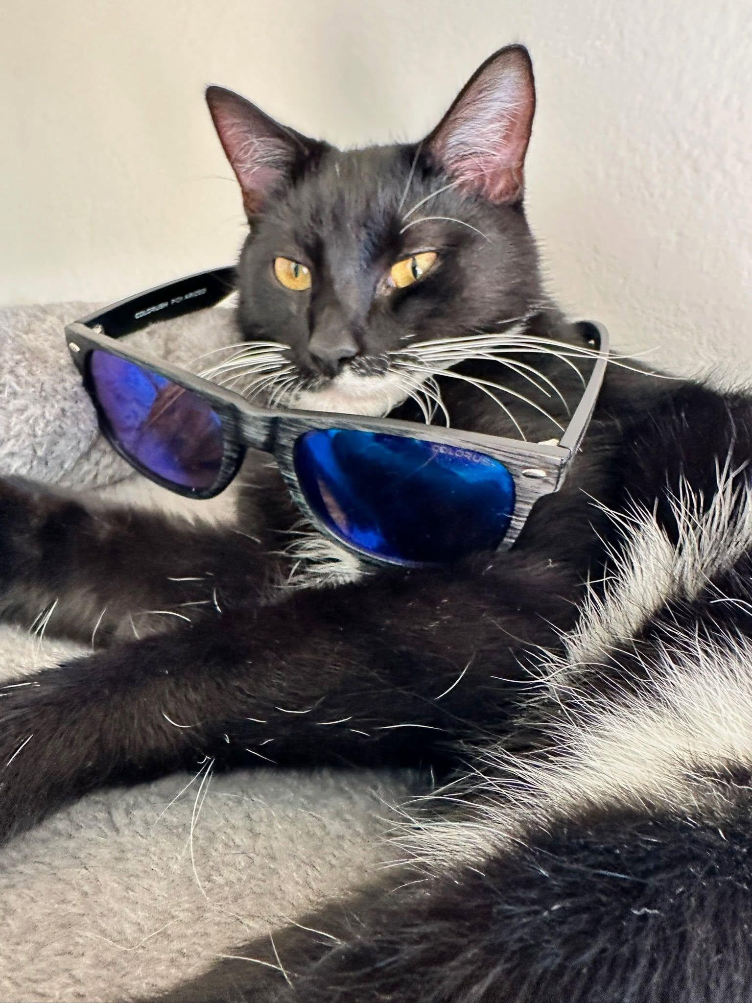 ACE, a ADOPTABLE Domestic Short Hair in Largo, FL image 3/3