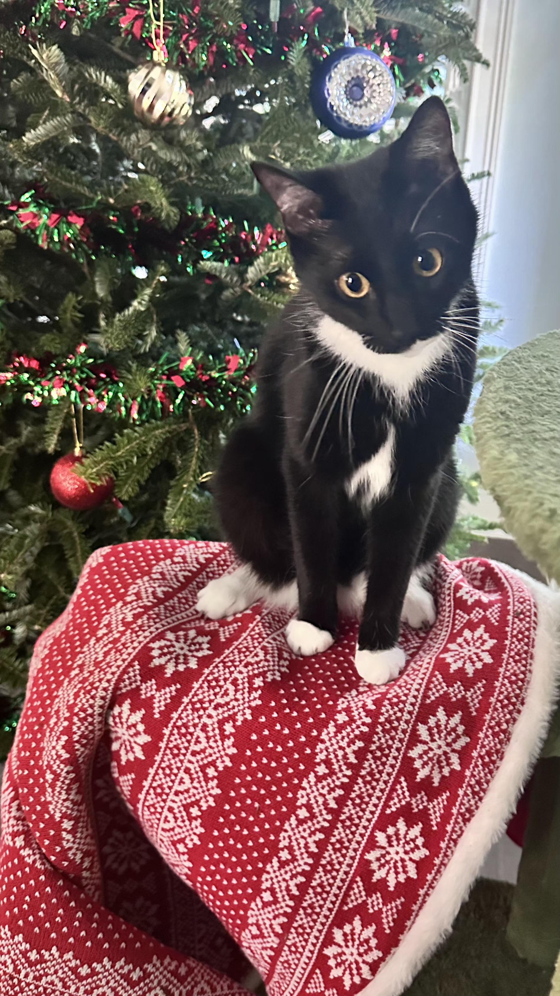 Enlarge ACE, an adopted Domestic Short Hair in Largo, FL image 4/4