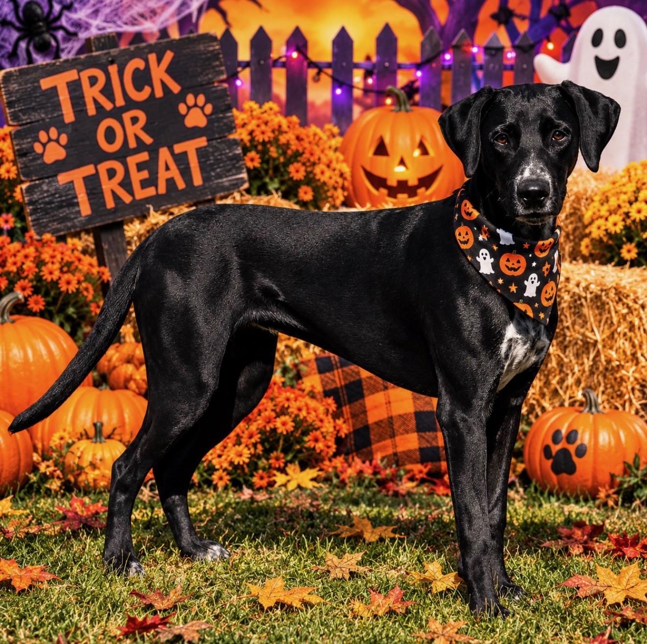 Enlarge Joy/61860436, a Adoptable mixed breed in Elko, NV image 1/2