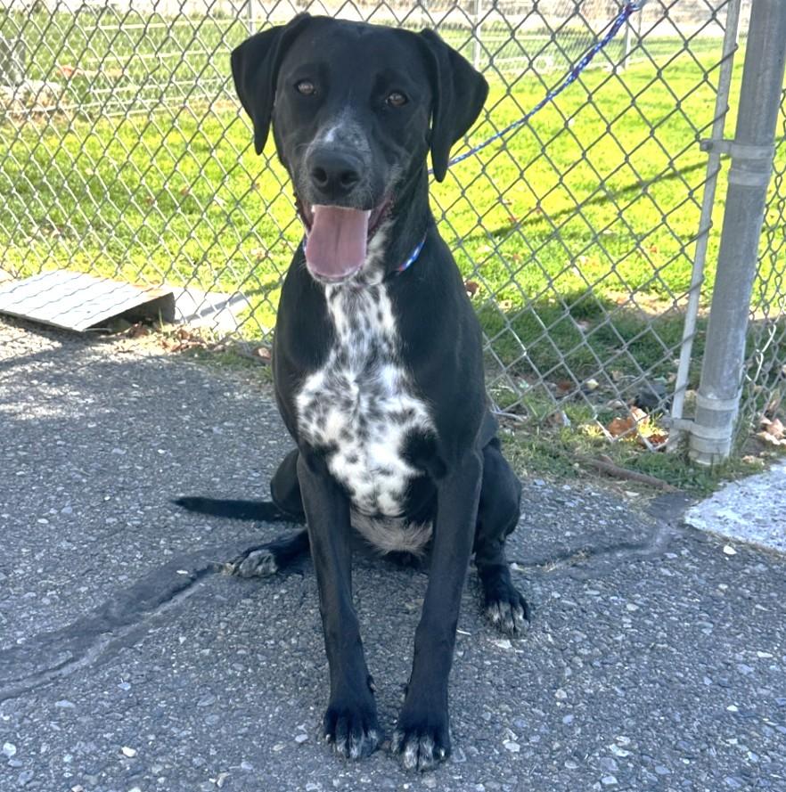 Enlarge Joy/61860436, a Adoptable mixed breed in Elko, NV image 2/2