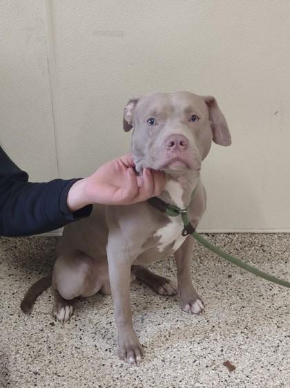 Timber — thumbnail 2