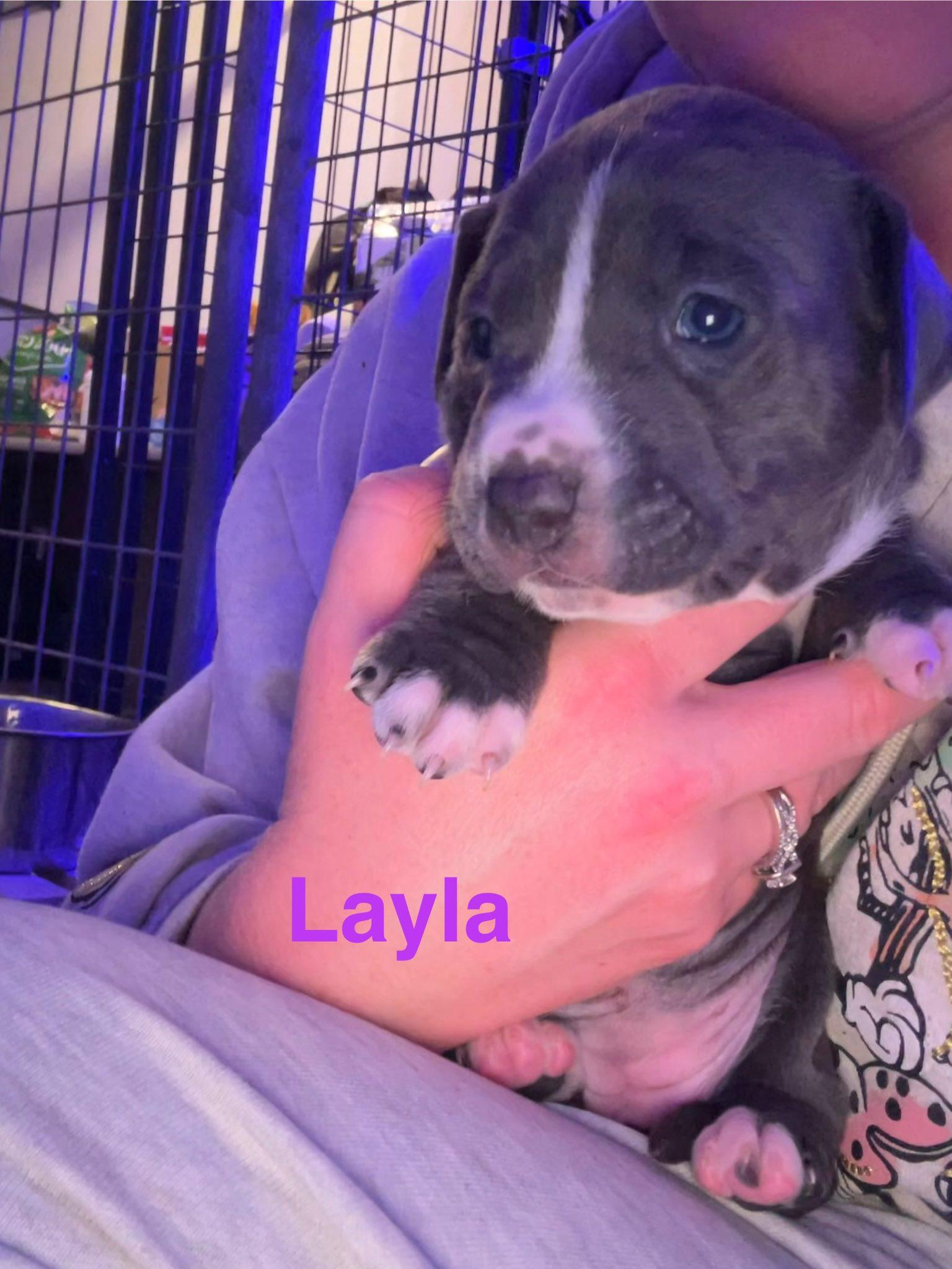 Layla, Adoptable, Puppy Female Pit Bull Terrier.