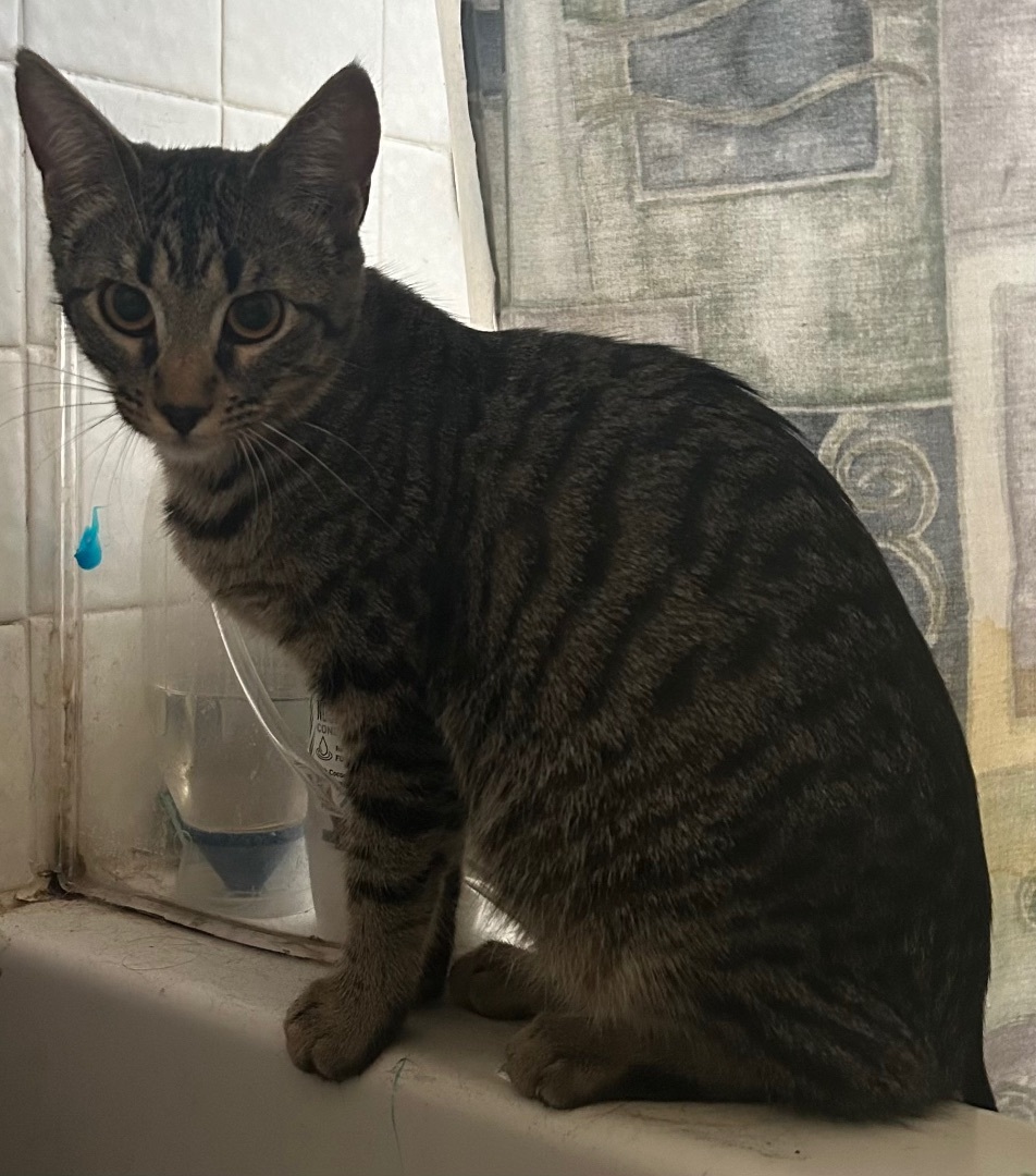 Enlarge Dakota, a Adoptable Domestic Short Hair in El cerrito, CA image 1/2