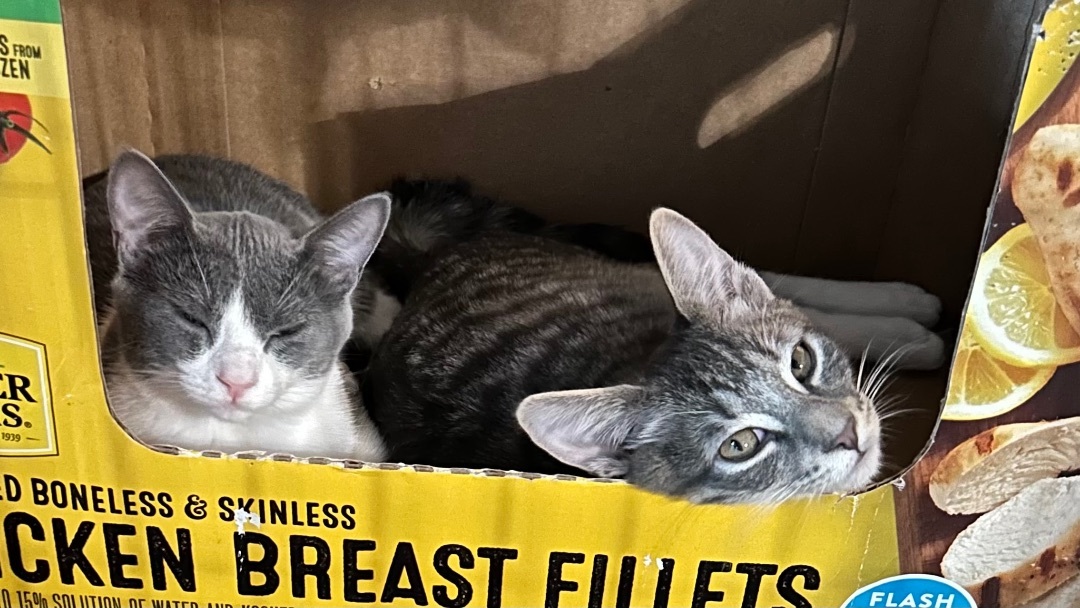 Enlarge Dakota, a Adoptable Domestic Short Hair in El cerrito, CA image 2/2