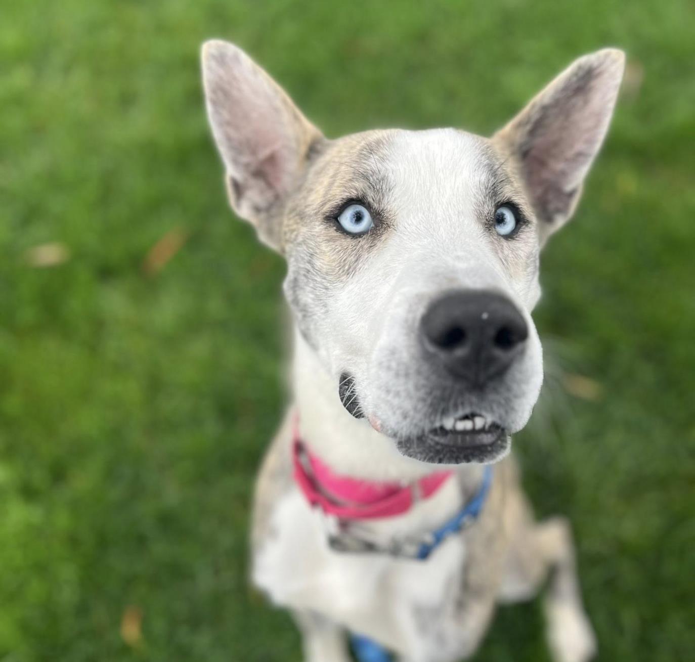 Enlarge BLUEY, a Adoptable mixed breed in Martinez, CA image 1/1