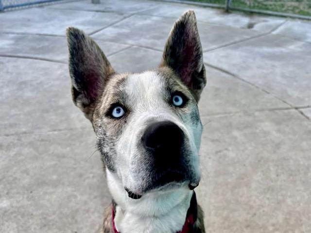 BLUEY, Adoptable, Adult Male Pit Bull Terrier & Australian Cattle Dog / Blue Heeler.