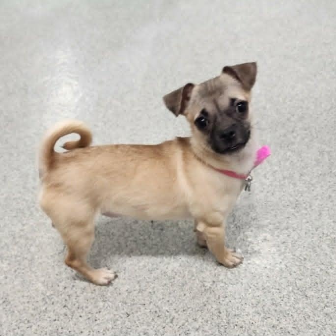 RUE, an adopted mixed breed in Loveland, CO image 3/6