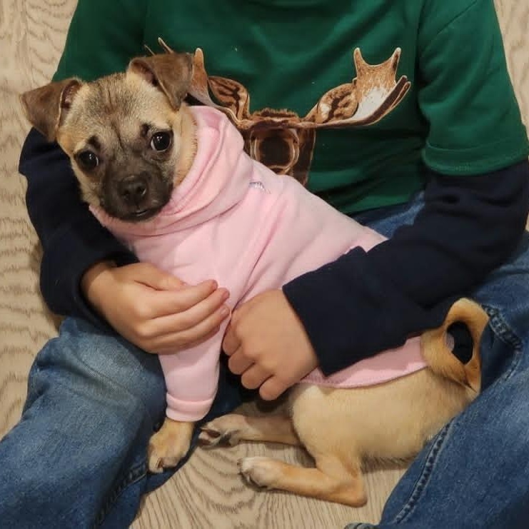 RUE, an adopted mixed breed in Loveland, CO image 4/6