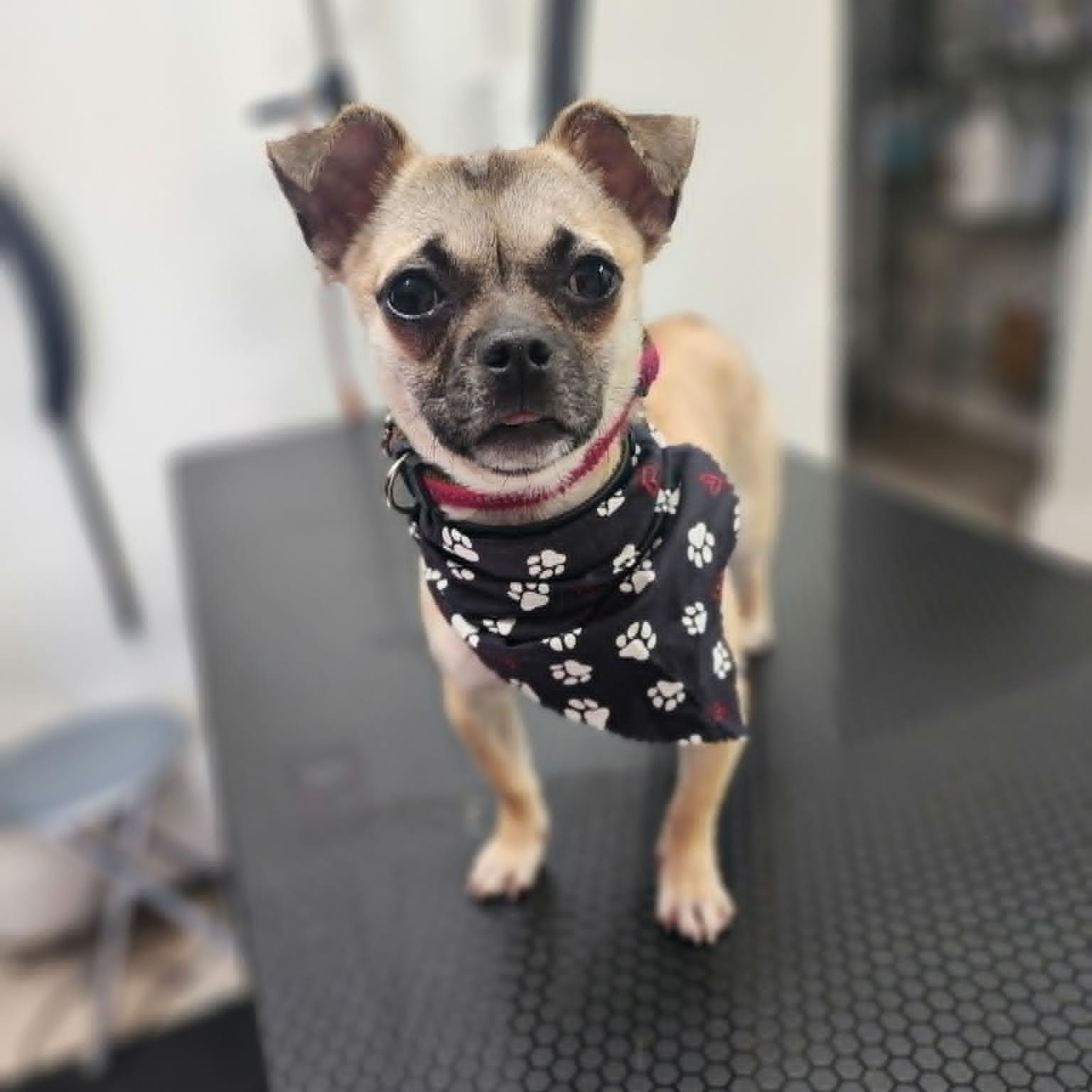 RUE, adopted, Young Female Pug & Chihuahua.