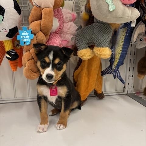 Enlarge Becky pending adoption, an adopted mixed breed in Saskatoon, SK image 2/5