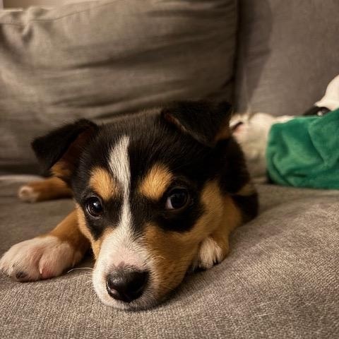 Enlarge Becky pending adoption, an adopted mixed breed in Saskatoon, SK image 1/5