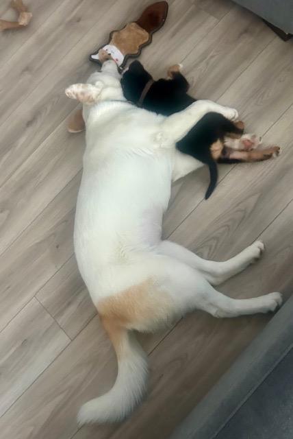 Enlarge Becky pending adoption, an adopted mixed breed in Saskatoon, SK image 3/5