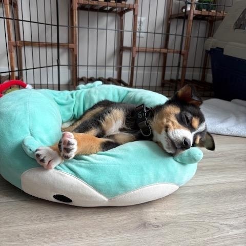 Enlarge Becky pending adoption, an adopted mixed breed in Saskatoon, SK image 4/5