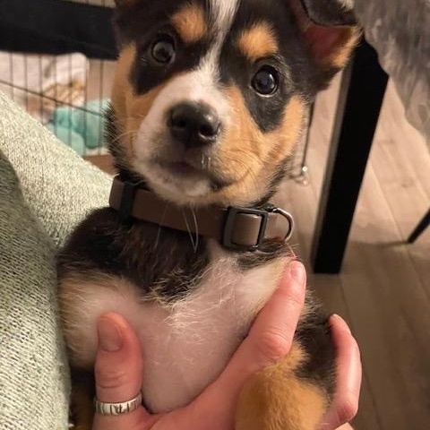 Enlarge Becky pending adoption, an adopted mixed breed in Saskatoon, SK image 5/5