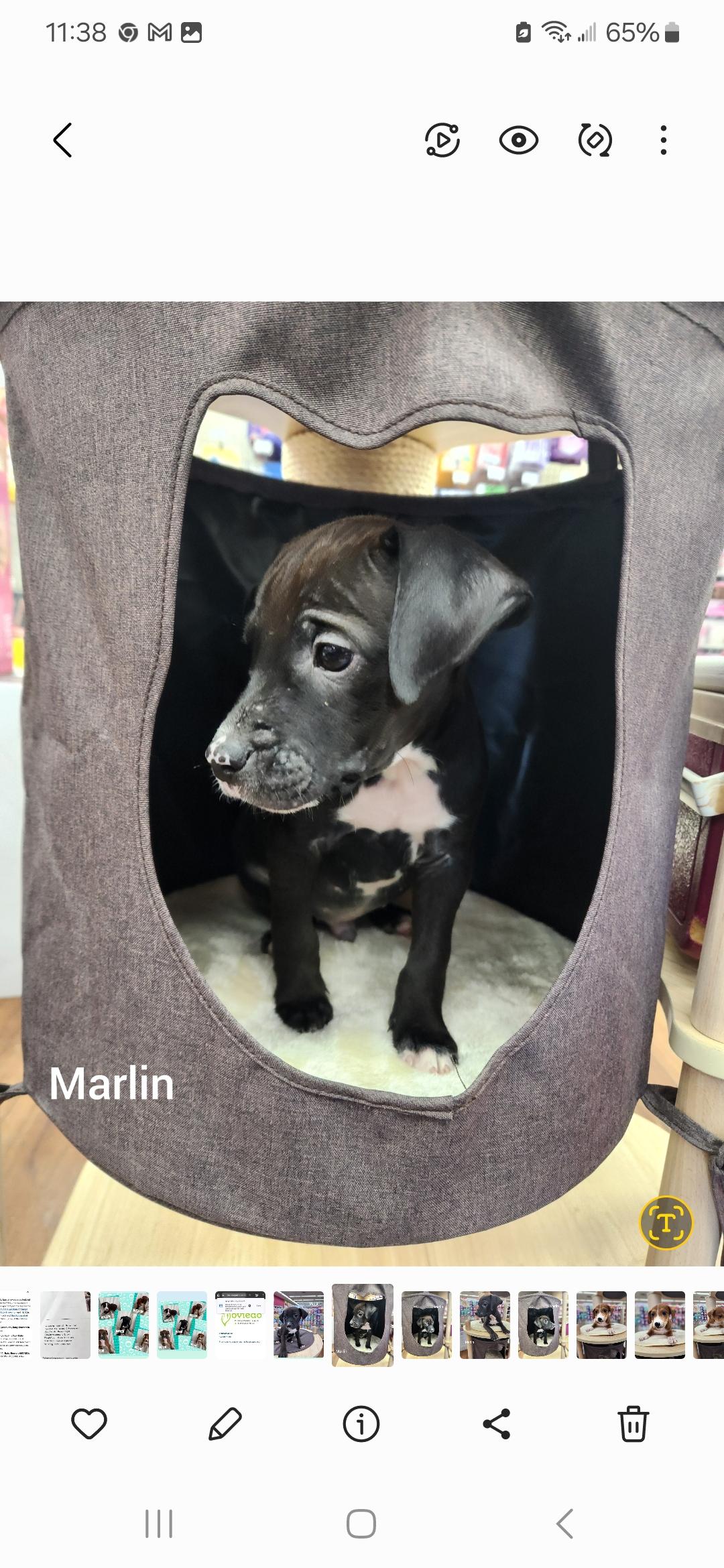 Enlarge Marlin ( Orlando Fl), a Adoptable mixed breed in Orlando, FL image 2/4