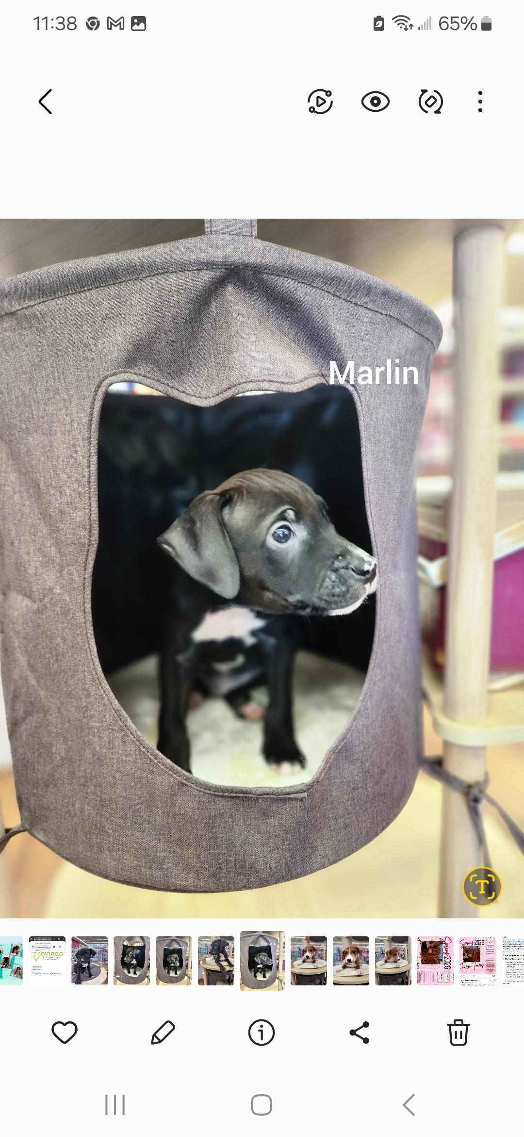 Enlarge Marlin ( Orlando Fl), a Adoptable mixed breed in Orlando, FL image 1/4
