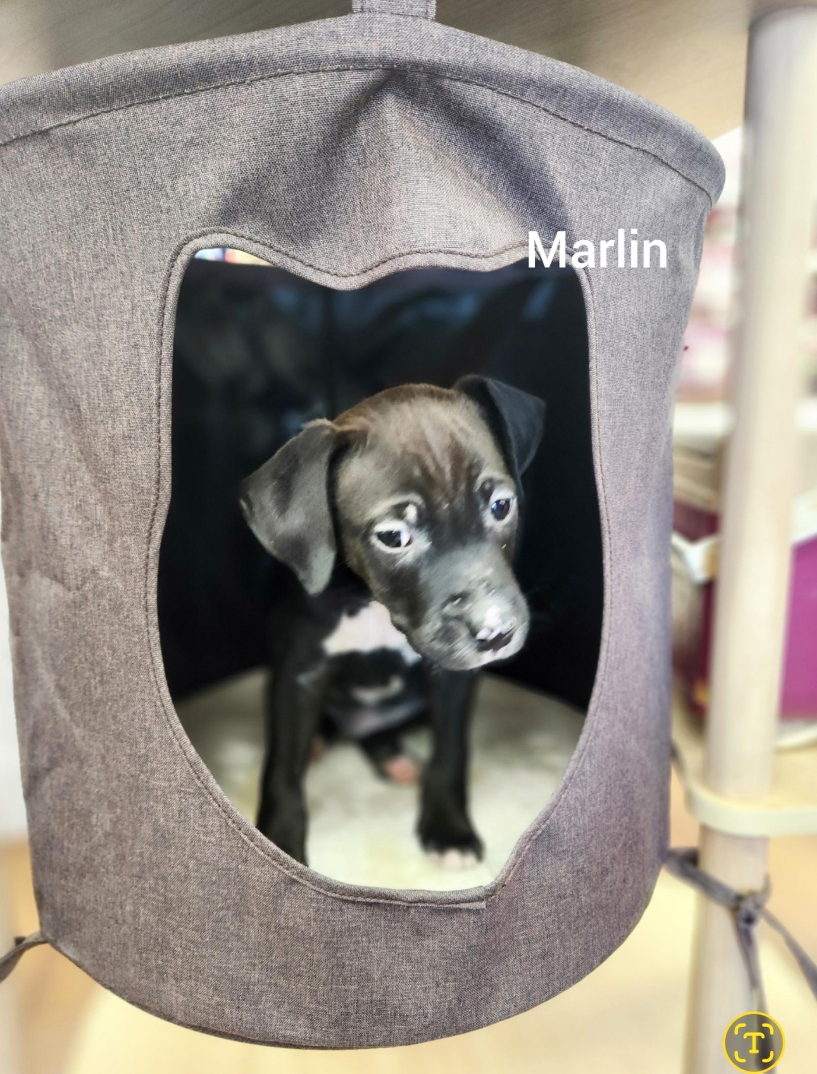 Marlin ( Orlando Fl), Adoptable, Puppy Male Feist & Jack Russell Terrier.