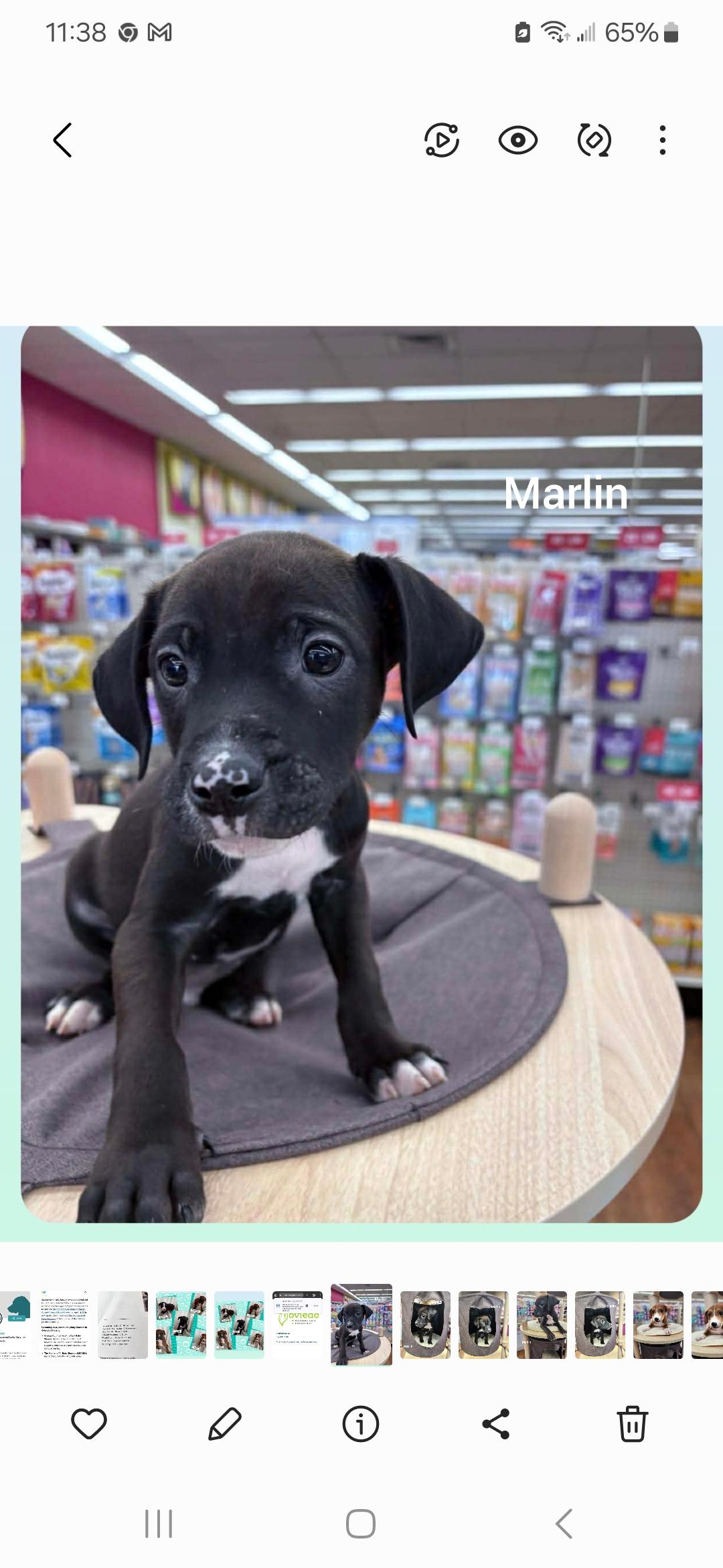 Enlarge Marlin ( Orlando Fl), a Adoptable mixed breed in Orlando, FL image 4/4