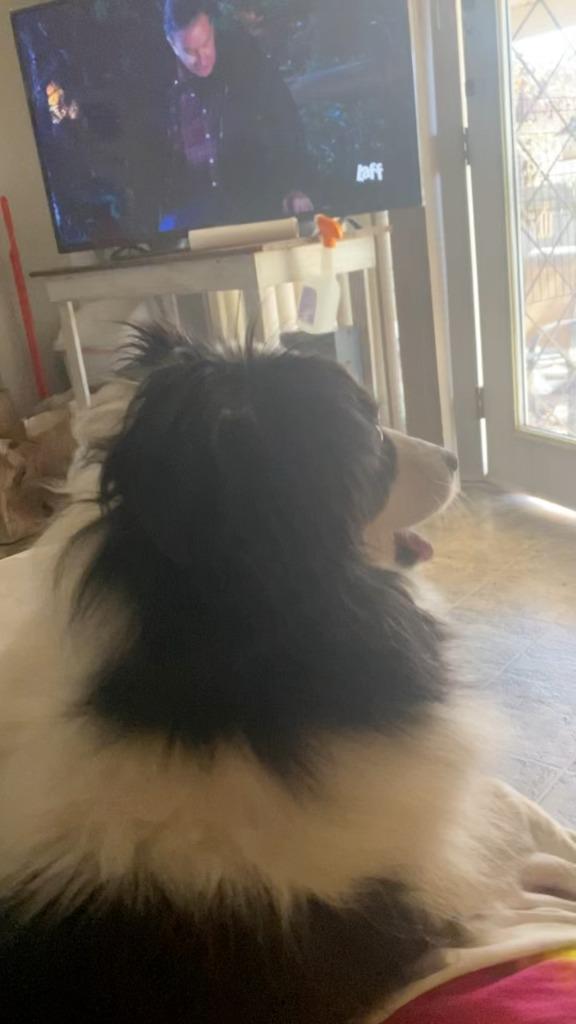 Barney, Adoptable, Senior Male Australian Shepherd.