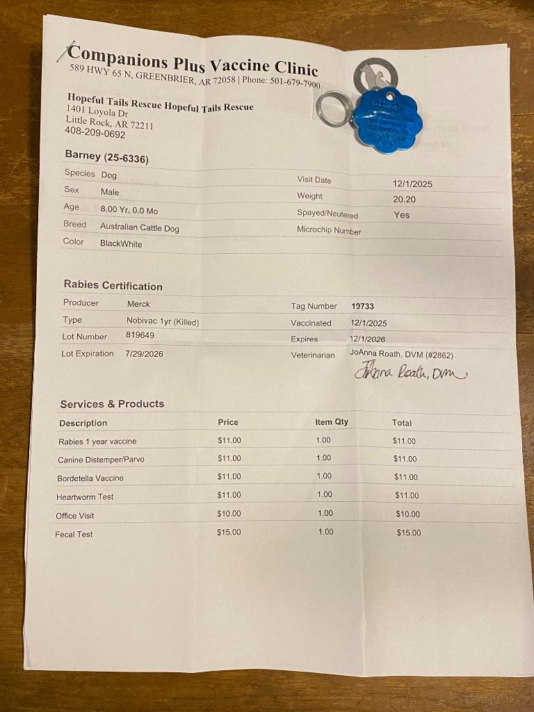 Enlarge Barney, a Adoptable Australian Shepherd in Little Rock, AR image 2/2