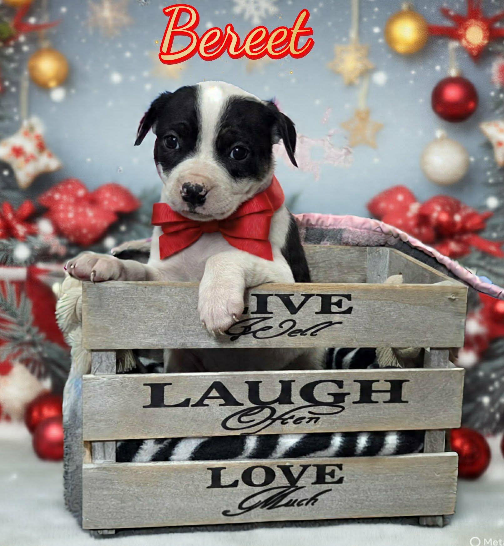 Enlarge Bereet, a ADOPTABLE mixed breed in Grove, OK image 1/4