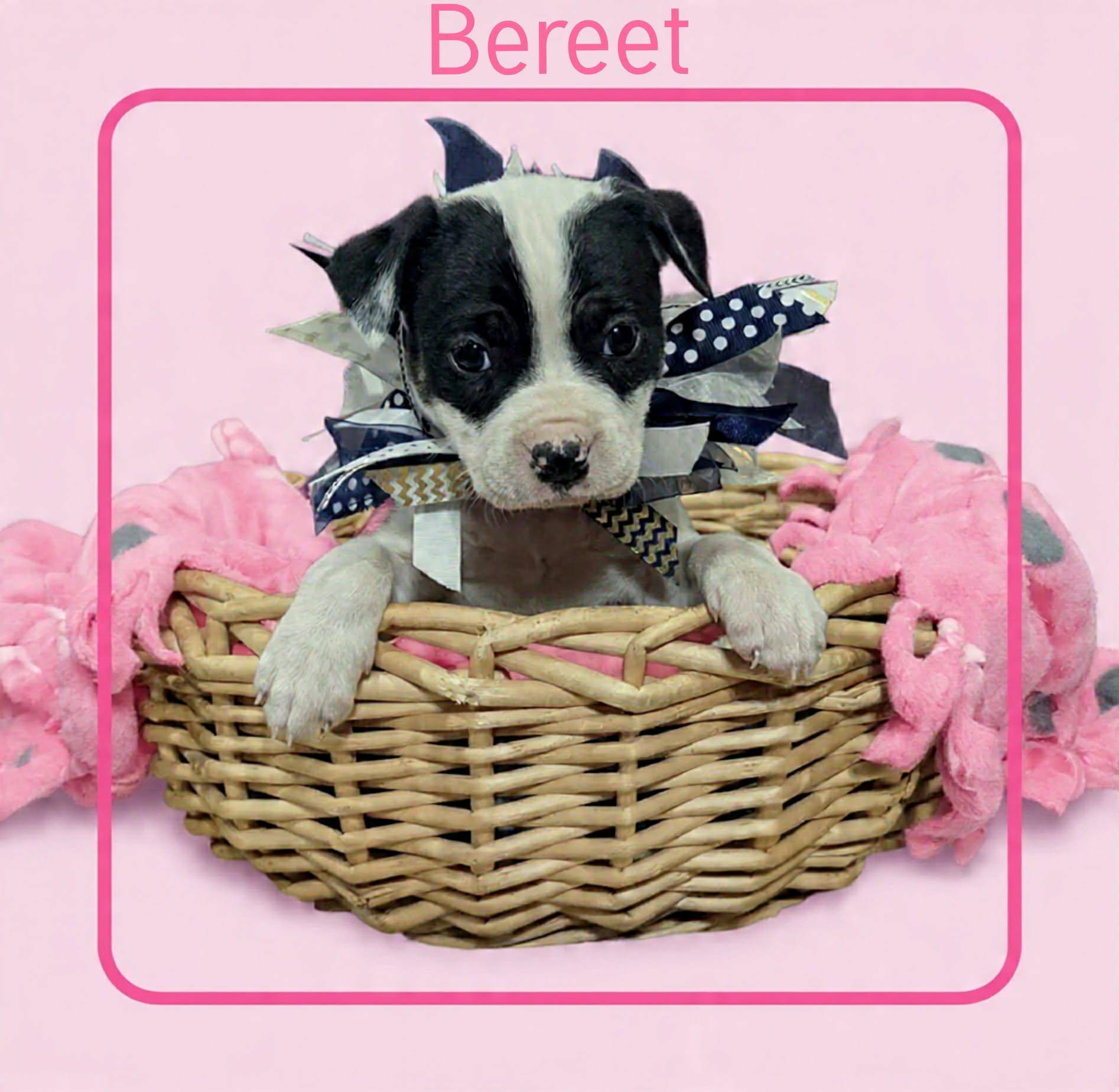 Enlarge Bereet, a ADOPTABLE mixed breed in Grove, OK image 4/4