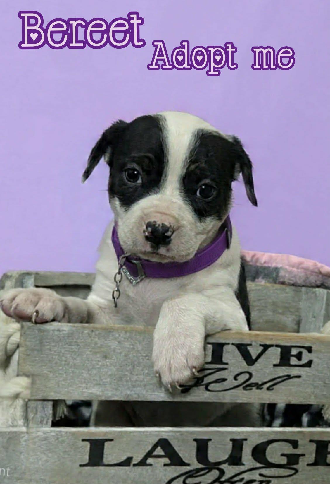 Enlarge Bereet, a ADOPTABLE mixed breed in Grove, OK image 2/4