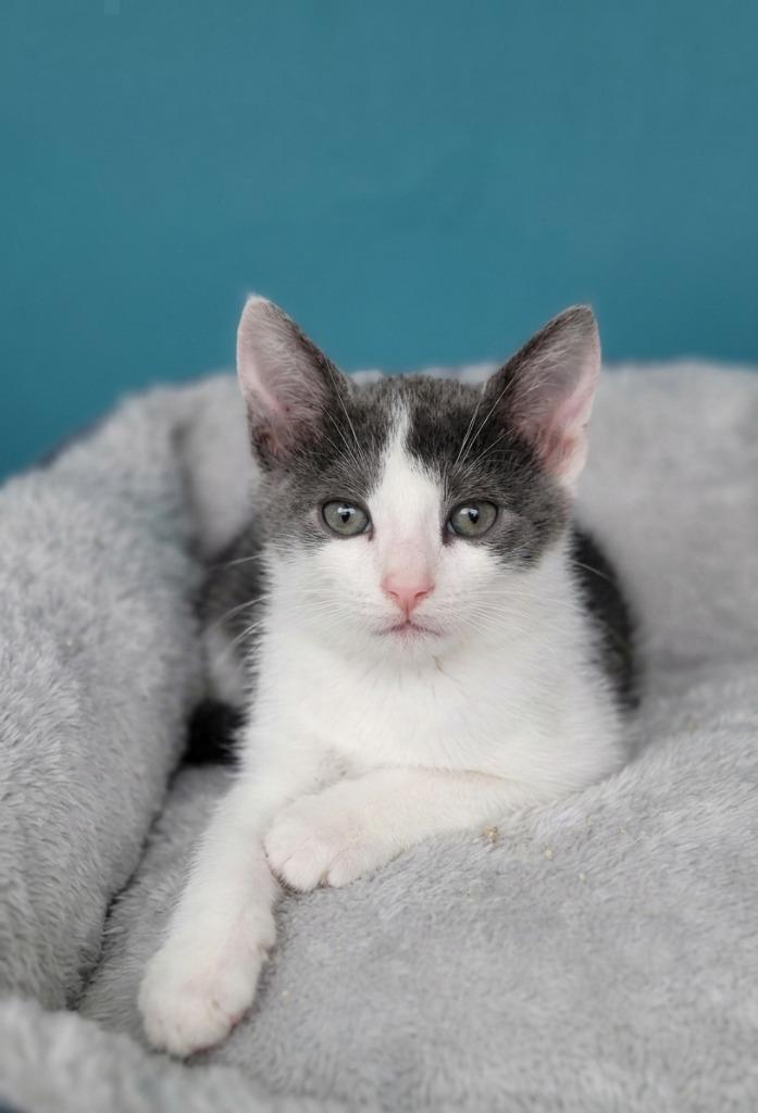 Enlarge Caleb-downey (adopted), a Adoptable mixed breed in San Pedro, CA image 2/2