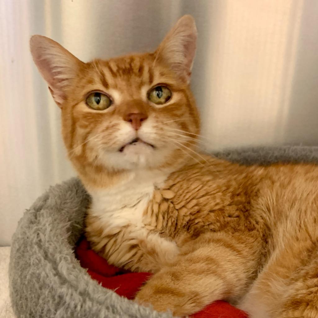 Enlarge Zippy, a Adopted mixed breed in Eastsound, WA image 1/2