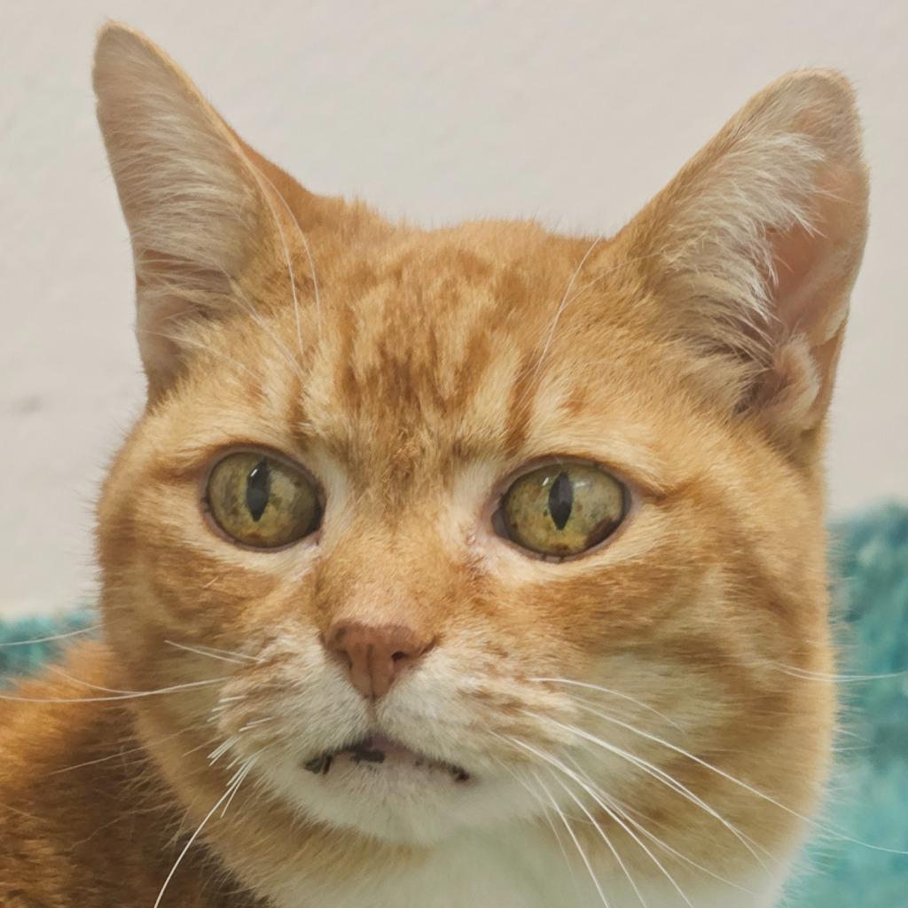 Enlarge Zippy, a Adopted mixed breed in Eastsound, WA image 2/2