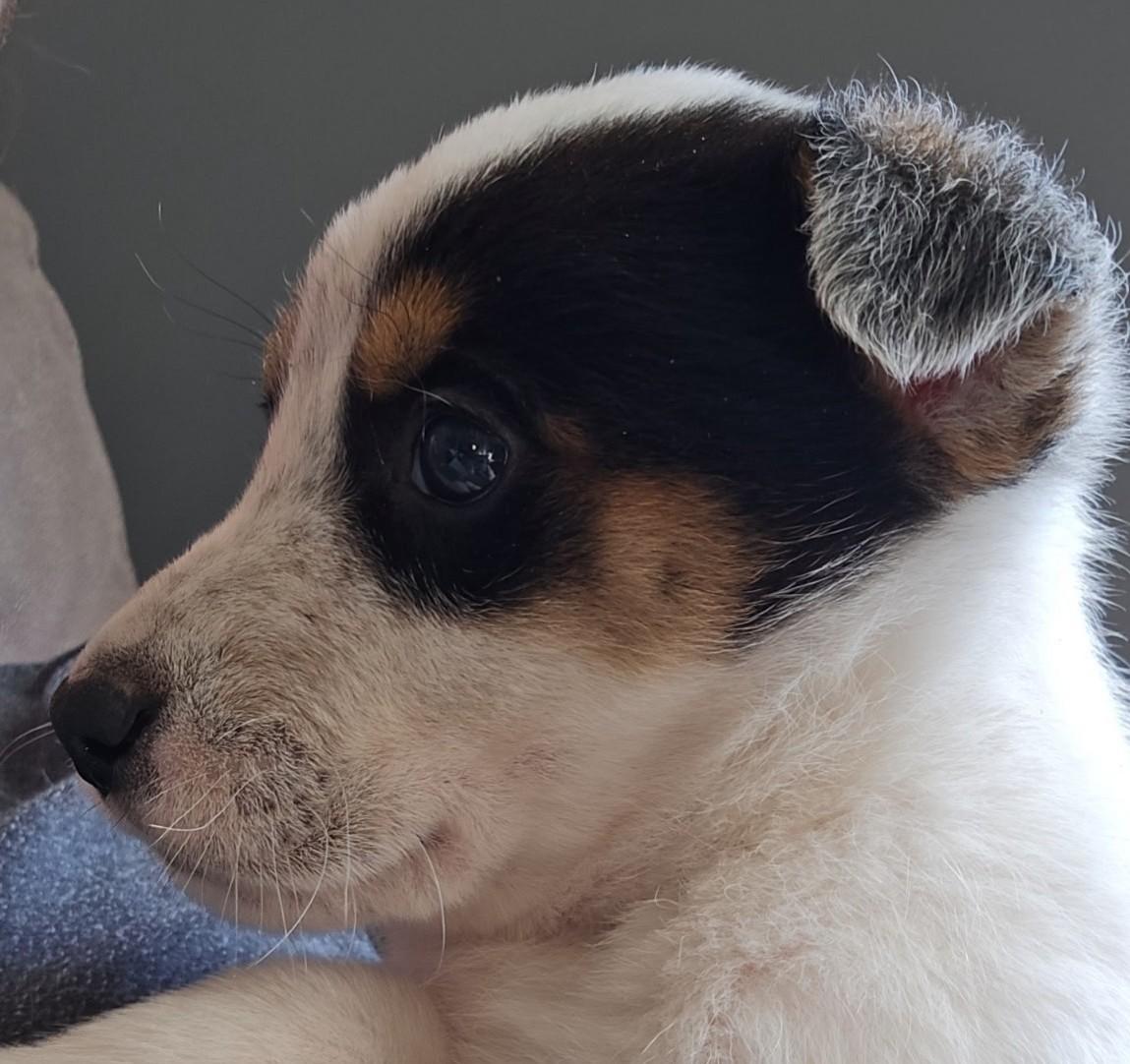 Dale, Adopted, Young Male Australian Cattle Dog / Blue Heeler & German Shepherd Dog.