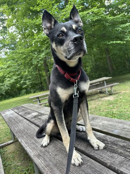 Templeton (Courtesy Posting), a Adopted German Shepherd Dog in Hamilton, OH image 1/3