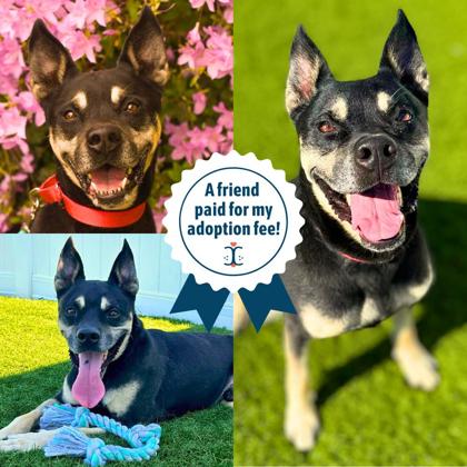 Templeton (Courtesy Posting), a Adopted German Shepherd Dog in Hamilton, OH image 2/3