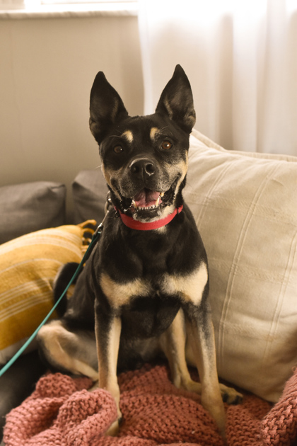 Templeton (Courtesy Posting), a Adopted German Shepherd Dog in Hamilton, OH image 3/3