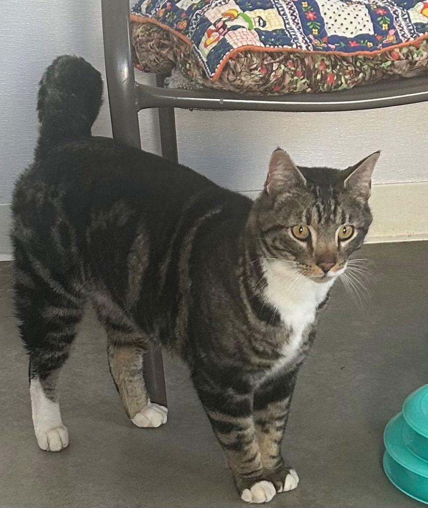 Enlarge Cheeto Puff, a Adoptable Domestic Short Hair in Emmett, ID image 1/2