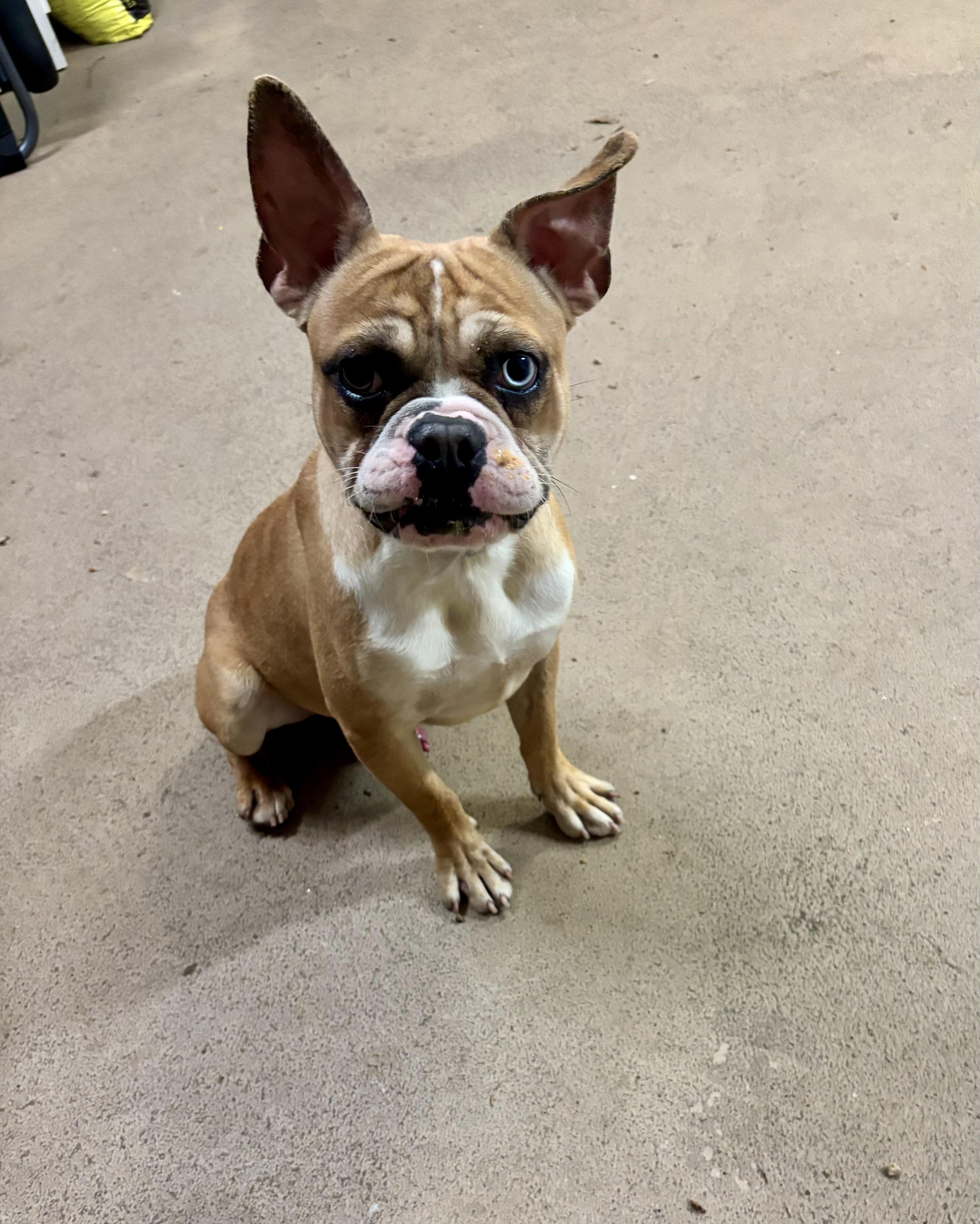 Pipo ( 30lbs ,quiet, friendly, house trained, crate trained, super cute ), an adopted mixed breed in Rossford, OH image 6/6
