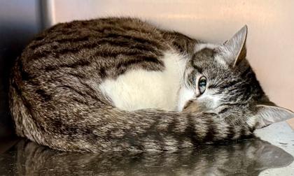 Toffee, a Adoptable mixed breed in Baraboo, WI image 1/3