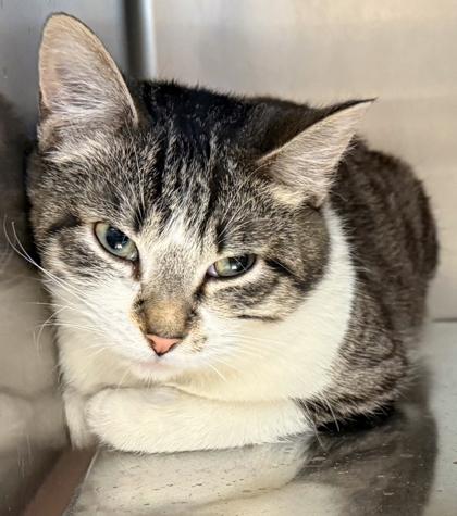 Toffee, a Adoptable mixed breed in Baraboo, WI image 2/3