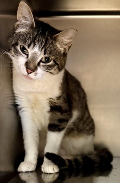 Toffee, a Adoptable mixed breed in Baraboo, WI image 3/3