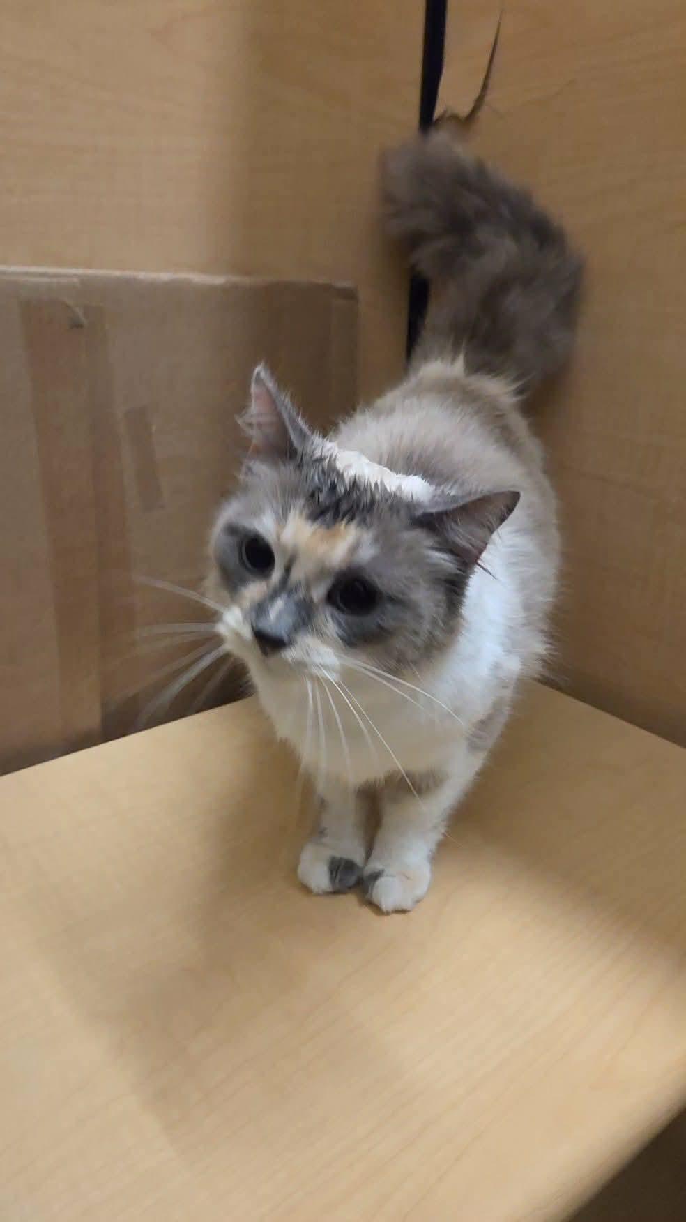 Enlarge Princess, an adopted mixed breed in Gladstone, OR image 5/6