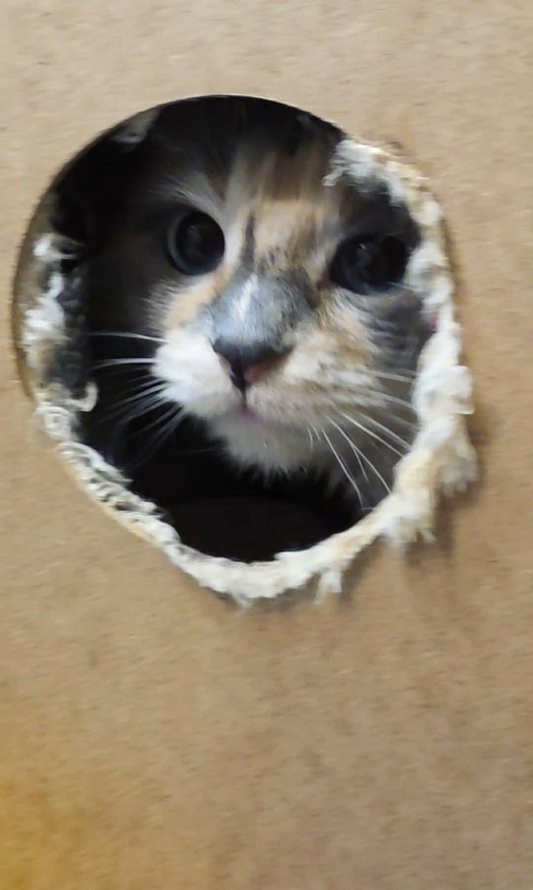 Enlarge Princess, an adopted mixed breed in Gladstone, OR image 3/6