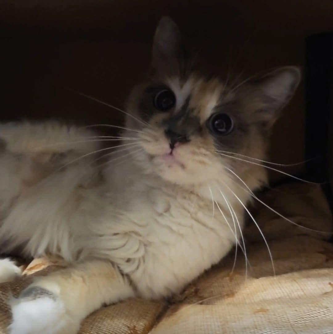 Enlarge Princess, an adopted mixed breed in Gladstone, OR image 2/6