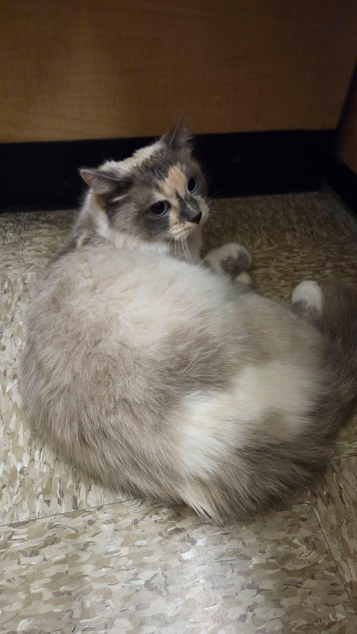 Enlarge Princess, an adopted mixed breed in Gladstone, OR image 4/6