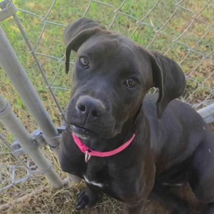 Marsha, Adoptable, Young Female Boxer & Mixed Breed.
