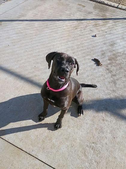 Enlarge Marsha, a Adoptable mixed breed in Beatrice, NE image 2/3