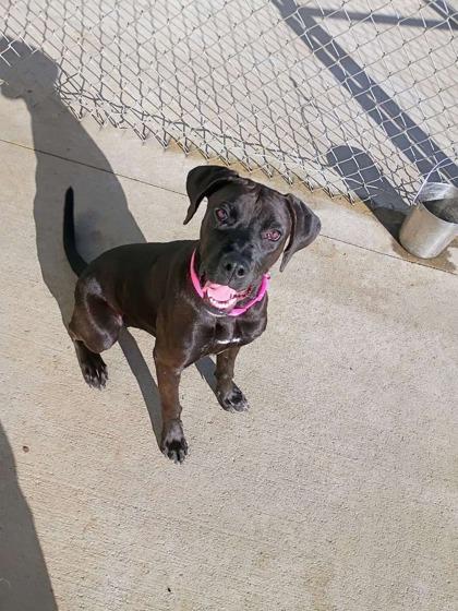 Enlarge Marsha, a Adoptable mixed breed in Beatrice, NE image 3/3