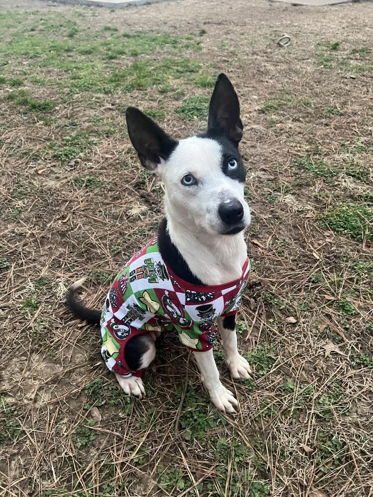 Cardi, a Adoptable mixed breed in Chattanooga, TN image 1/3
