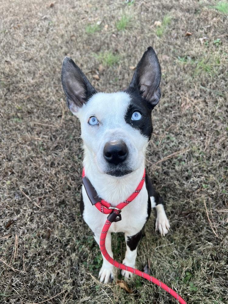 Cardi, a Adoptable mixed breed in Chattanooga, TN image 2/3
