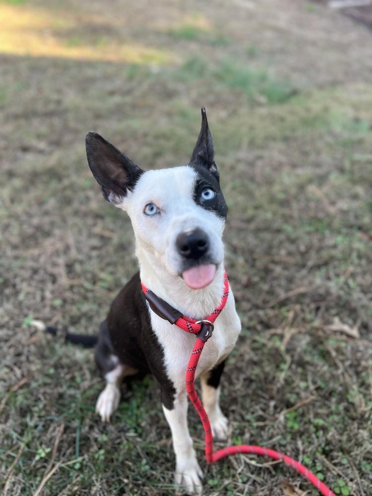 Cardi, a Adoptable mixed breed in Chattanooga, TN image 3/3
